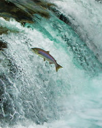 Salmon jumping upstream in the water.
