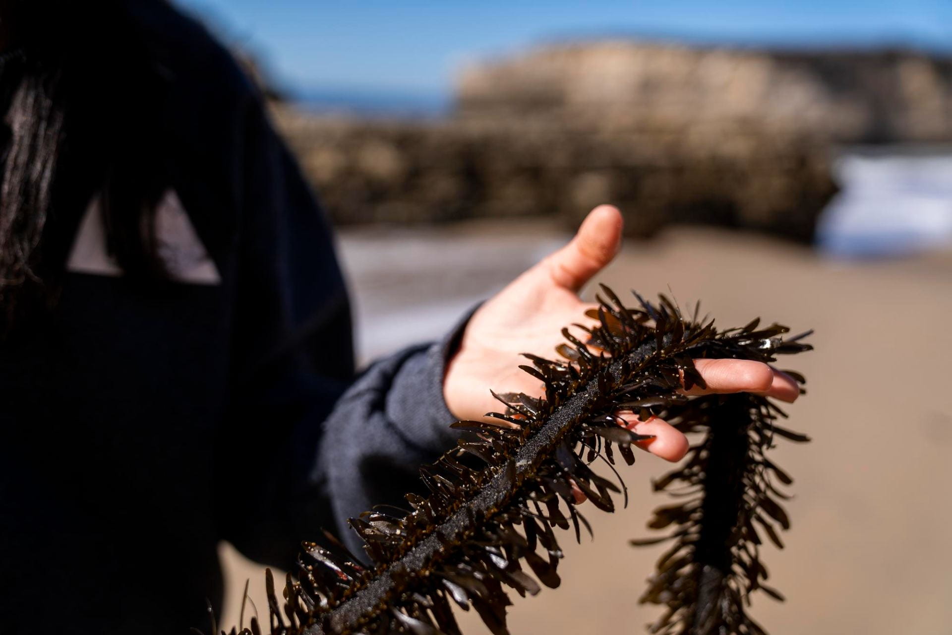 Person holding sea kelp.