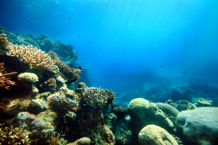 Coral reefs in the ocean