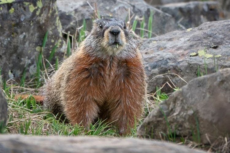 Yellow-bellied marmots are having to adapt to climate change.