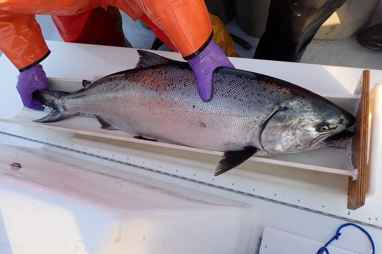 Scientist measuring salmon.