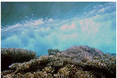 Cover of coral reef restoration report from UC Santa Cruz.