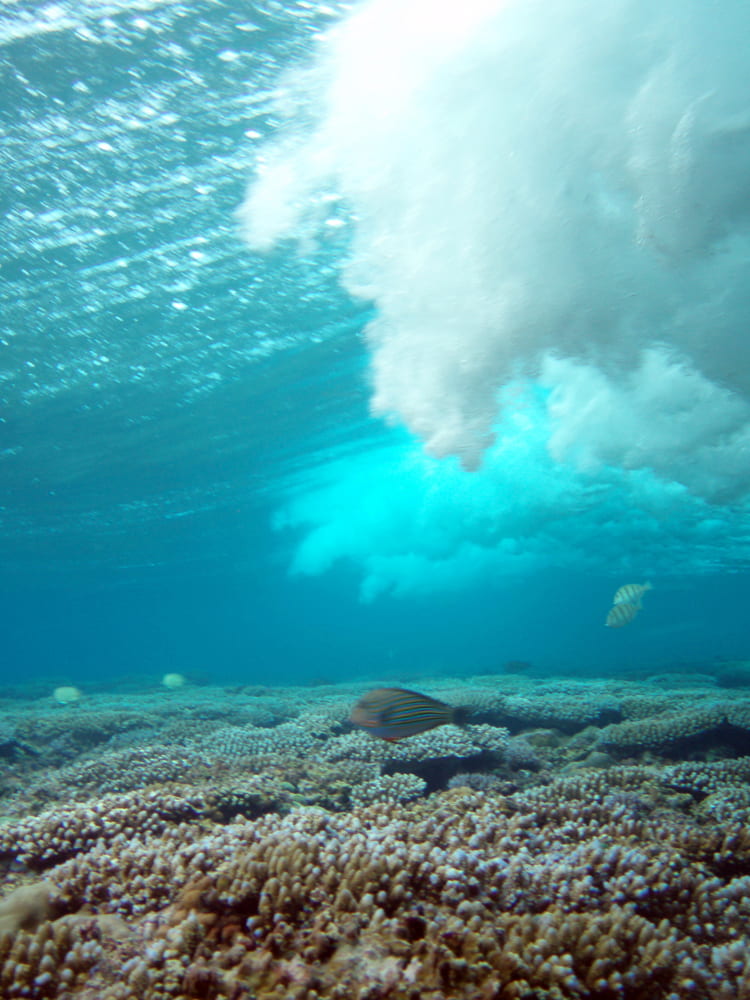 Coral reefs in shallow water with white water from above crashing beaneath the surface.